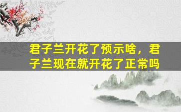 君子兰开花了预示啥，君子兰现在就开花了正常吗