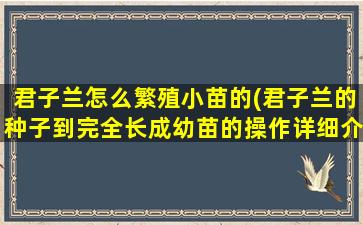 君子兰怎么繁殖小苗的(君子兰的种子到完全长成幼苗的操作详细介绍)