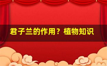 君子兰的作用？植物知识
