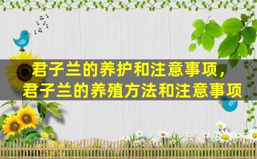 君子兰的养护和注意事项，君子兰的养殖方法和注意事项