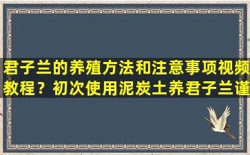 君子兰的养殖方法和注意事项视频教程？初次使用泥炭土养君子兰谨记这四点要求