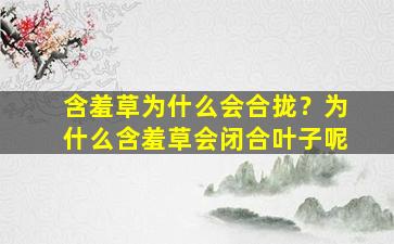 含羞草为什么会合拢？为什么含羞草会闭合叶子呢