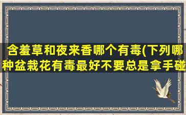 含羞草和夜来香哪个有毒(下列哪种盆栽花有毒最好不要总是拿手碰)
