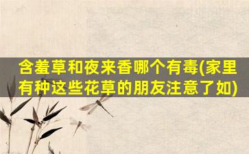 含羞草和夜来香哪个有毒(家里有种这些花草的朋友注意了如)