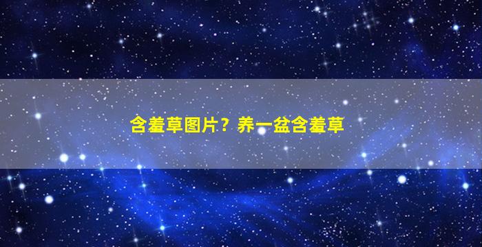 含羞草图片？养一盆含羞草