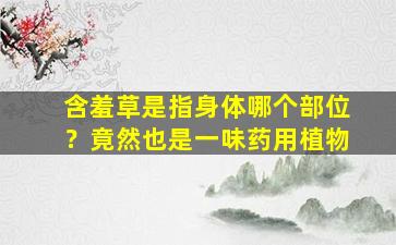 含羞草是指身体哪个部位？竟然也是一味药用植物