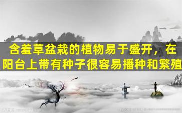 含羞草盆栽的植物易于盛开，在阳台上带有种子很容易播种和繁殖