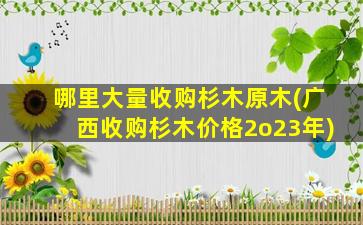哪里大量收购杉木原木(广西收购杉木价格2o23年)
