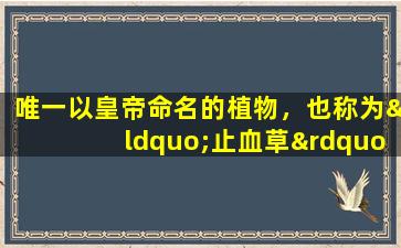 唯一以皇帝命名的植物，也称为“止血草”，可有效治疗伤口