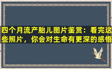 四个月流产胎儿图片鉴赏：看完这些照片，你会对生命有更深的感悟
