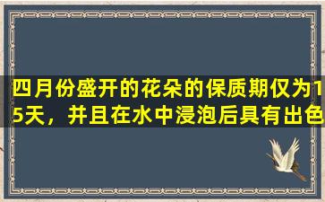 四月份盛开的花朵的保质期仅为15天，并且在水中浸泡后具有出色的降低血压的能力！