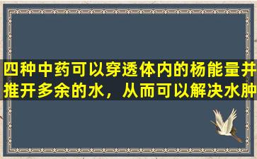四种中药可以穿透体内的杨能量并推开多余的水，从而可以解决水肿和液体的积累。