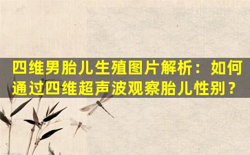 四维男胎儿生殖图片解析：如何通过四维超声波观察胎儿性别？