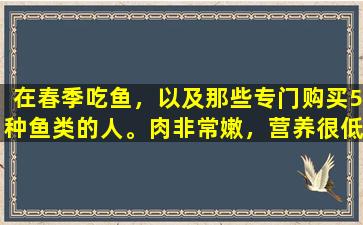 在春季吃鱼，以及那些专门购买5种鱼类的人。肉非常嫩，营养很低。不要错过。