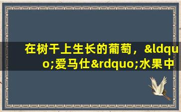 在树干上生长的葡萄，“爱马仕”水果中的“爱马仕”