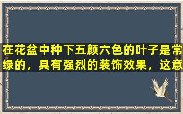 在花盆中种下五颜六色的叶子是常绿的，具有强烈的装饰效果，这意味着好运和好运！
