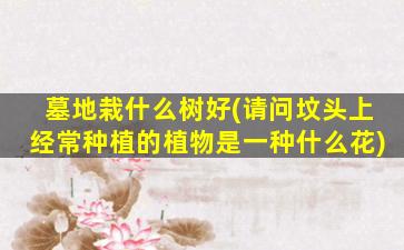 墓地栽什么树好(请问坟头上经常种植的植物是一种什么花)