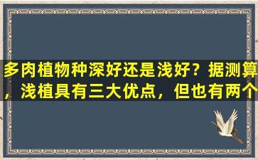 多肉植物种深好还是浅好？据测算，浅植具有三大优点，但也有两个明显的缺点。