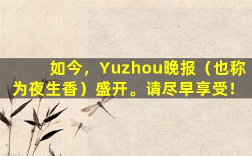 如今，Yuzhou晚报（也称为夜生香）盛开。请尽早享受！