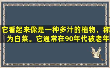 它看起来像是一种多汁的植物，称为白菜。它通常在90年代被老年人吃掉，而且身体健康。