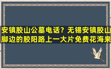 安镇胶山公墓电话？无锡安镇胶山脚边的胶阳路上一大片免费花海来了