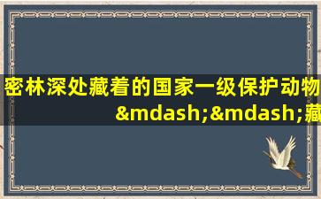 密林深处藏着的国家一级保护动物——藏马鸡