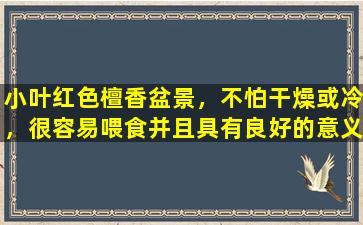 小叶红色檀香盆景，不怕干燥或冷，很容易喂食并且具有良好的意义