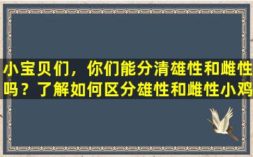 小宝贝们，你们能分清雄性和雌性吗？了解如何区分雄性和雌性小鸡