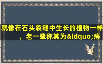 就像在石头裂缝中生长的植物一样，老一辈称其为“痔疮草”，并且非常有用。