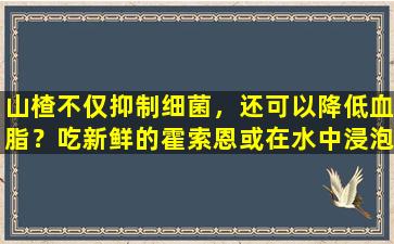 山楂不仅抑制细菌，还可以降低血脂？吃新鲜的霍索恩或在水中浸泡更好吗？答案在这里