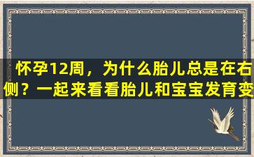 怀孕12周，为什么胎儿总是在右侧？一起来看看胎儿和宝宝发育变化图吧！