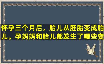 怀孕三个月后，胎儿从胚胎变成胎儿。孕妈妈和胎儿都发生了哪些变化呢？