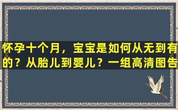 怀孕十个月，宝宝是如何从无到有的？从胎儿到婴儿？一组高清图告诉你
