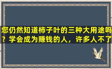 您仍然知道柿子叶的三种大用途吗？学会成为赚钱的人，许多人不了解