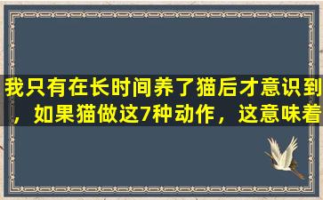 我只有在长时间养了猫后才意识到，如果猫做这7种动作，这意味着它已经非常不舒服了！