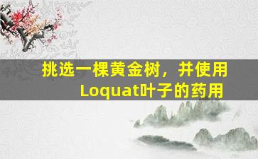 挑选一棵黄金树，并使用Loquat叶子的药用