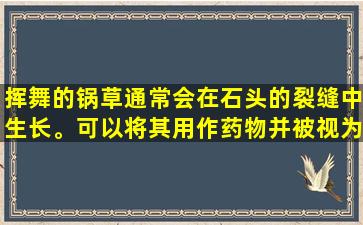 挥舞的锅草通常会在石头的裂缝中生长。可以将其用作药物并被视为。你知道吗？