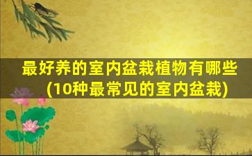 最好养的室内盆栽植物有哪些(10种最常见的室内盆栽)
