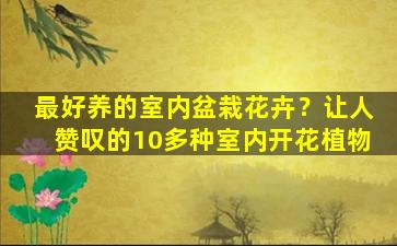 最好养的室内盆栽花卉？让人赞叹的10多种室内开花植物