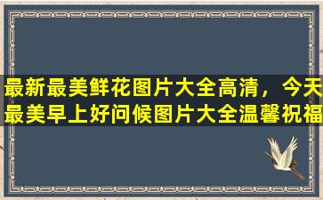 最新最美鲜花图片大全高清，今天最美早上好问候图片大全温馨祝福语