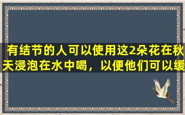 有结节的人可以使用这2朵花在秋天浸泡在水中喝，以便他们可以缓解气体并分散结。