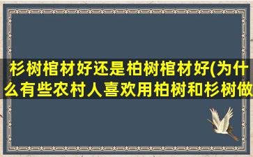 杉树棺材好还是柏树棺材好(为什么有些农村人喜欢用柏树和杉树做棺材)