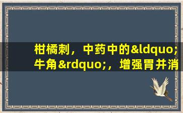 柑橘刺，中药中的“牛角”，增强胃并消化食物，还可以举起下垂的内脏器官。