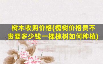 树木收购价格(槐树价格贵不贵要多少钱一棵槐树如何种植)