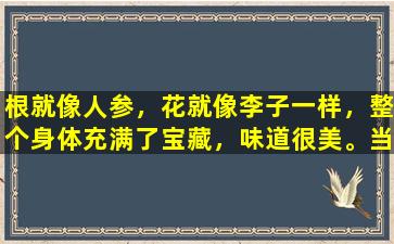 根就像人参，花就像李子一样，整个身体充满了宝藏，味道很美。当地人参的可食价值和消耗方法