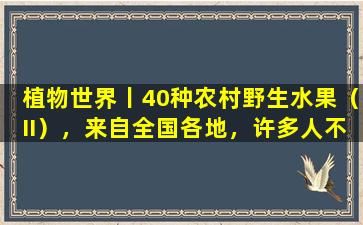 植物世界丨40种农村野生水果（II），来自全国各地，许多人不认识它们
