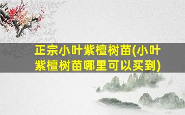 正宗小叶紫檀树苗(小叶紫檀树苗哪里可以买到)