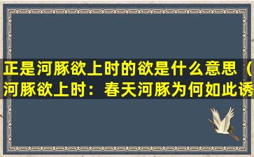 正是河豚欲上时的欲是什么意思（河豚欲上时：春天河豚为何如此诱人）