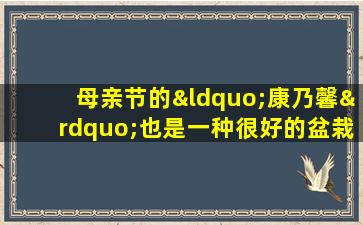母亲节的“康乃馨”也是一种很好的盆栽植物。它们易于维护，全年会开花