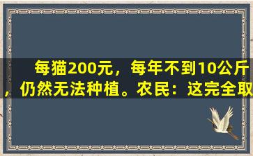 每猫200元，每年不到10公斤，仍然无法种植。农民：这完全取决于运气